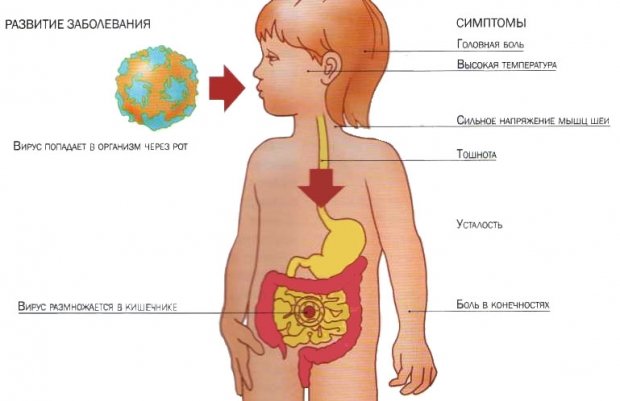 Чому болить живіт при ротовирусе у дитини і дорослого