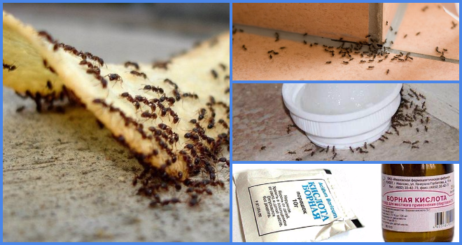 Як правильно позбутися мурах