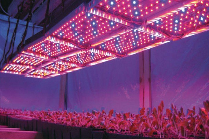 Освітлення теплиць: різновиди ламп підсвічування рослин і світлодіодне освітлення