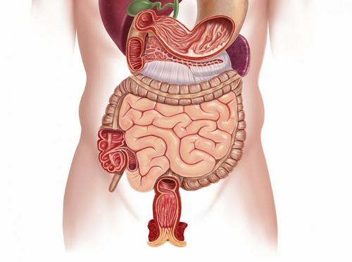 Схема лікування кандидозу кишечнику, його причини і симптоми
