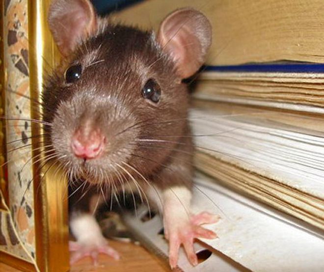 Який утеплювач не гризуть миші і щури: новинка на ринку