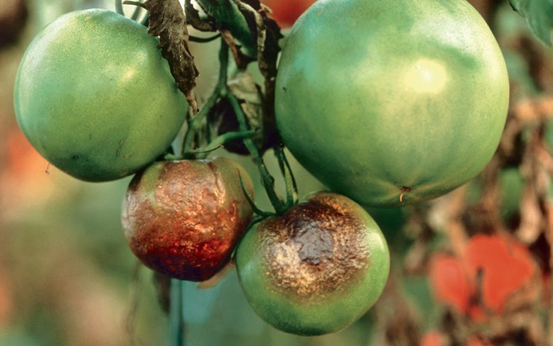 Захворювання помідорів в теплиці і методи боротьби з ними