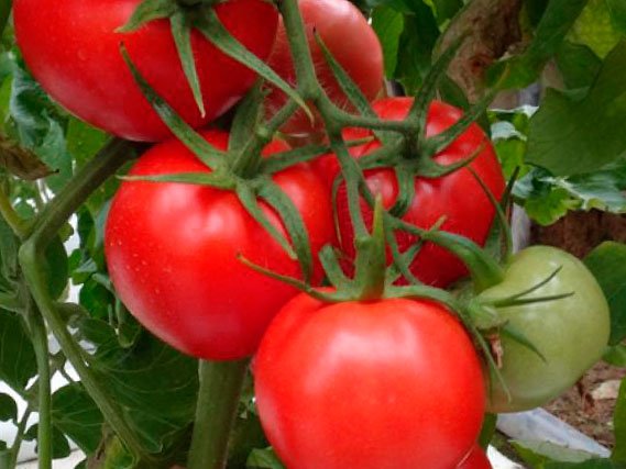 Урожайні сорти помідор для теплиці