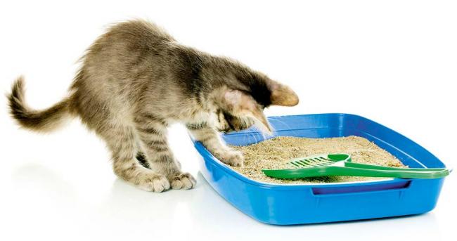 Чим можна мити котячий лоток без наповнювача, щоб не пахло; як очистити його від сечового каменю?