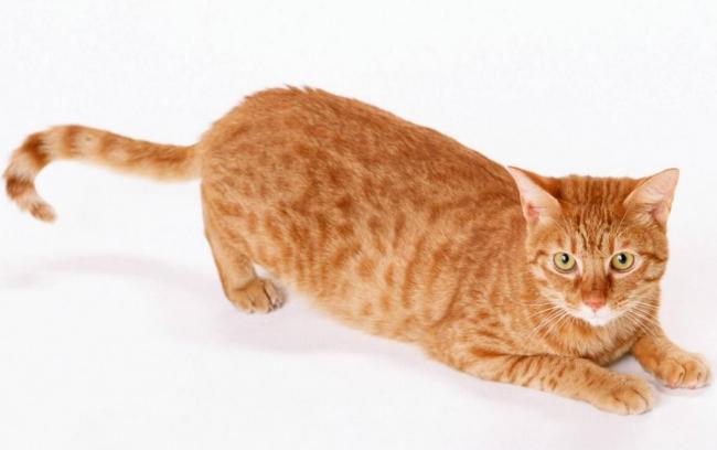 Як просто і швидко відучити кота дерти шпалери та меблі? – спеціальні пристосування