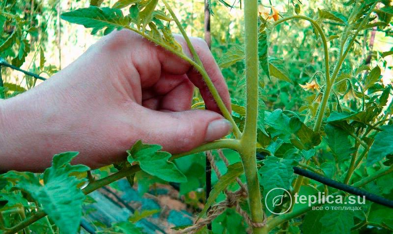 Пасинкування помідорів як важливий агротехнічний прийом