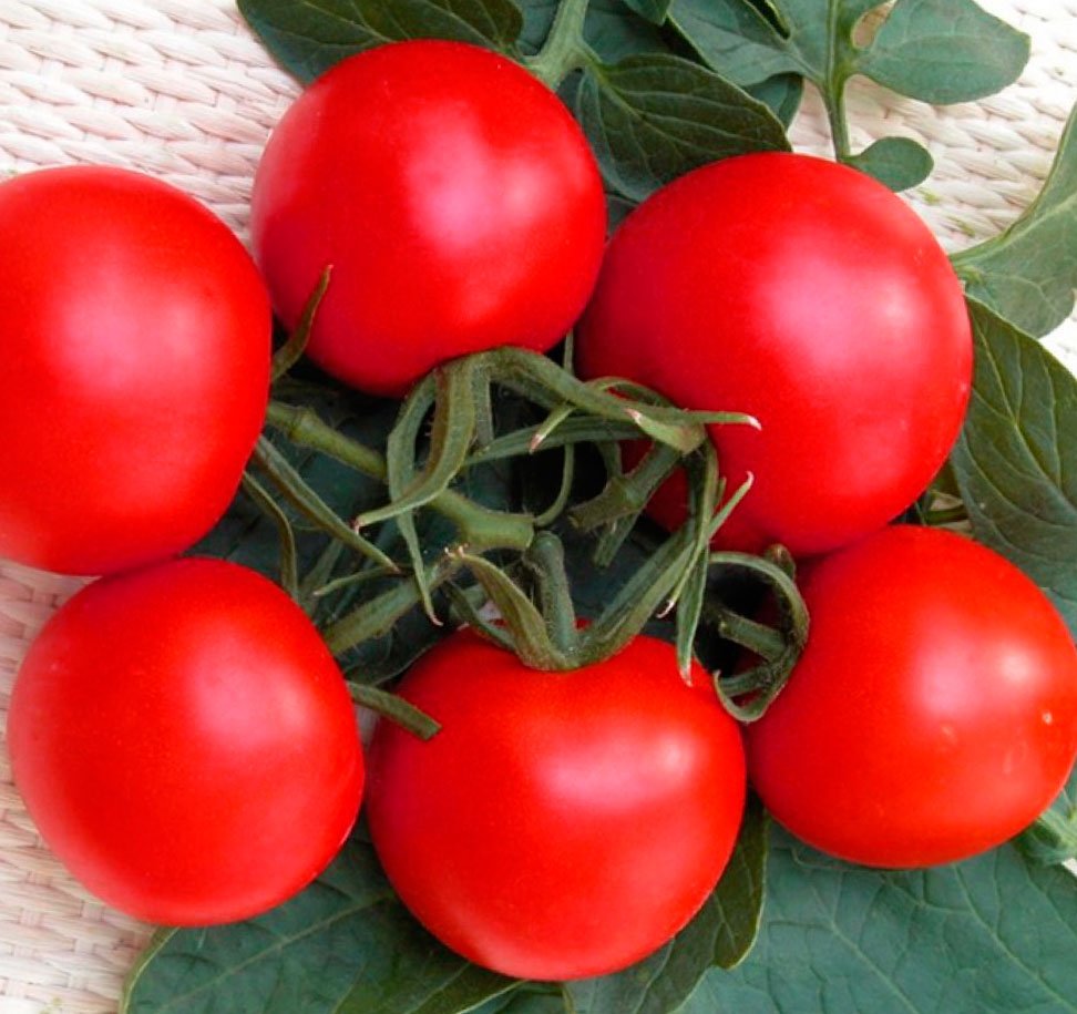 Урожайні сорти помідор для теплиці
