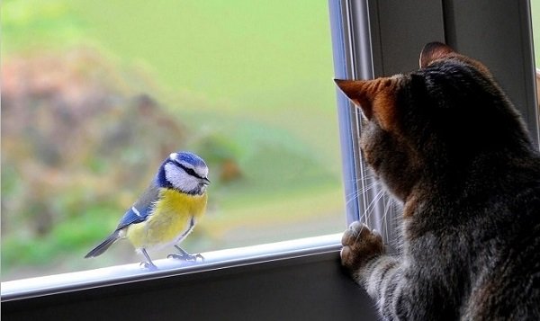 Прикмета: що значить, якщо голуб сів на підвіконня за вікном?