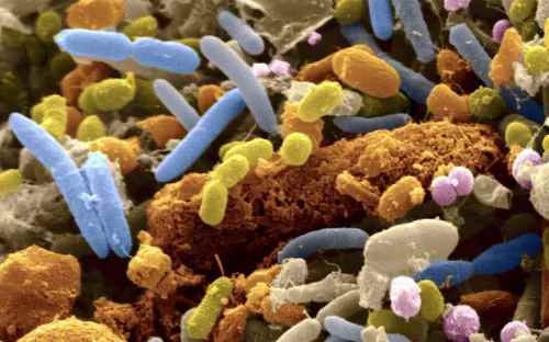 Корисні живі бактерії для кишечника