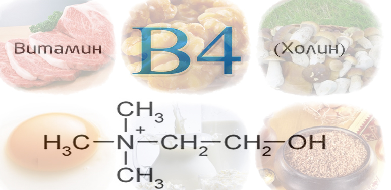 Вітамін В4 (Холін): в яких продуктах міститься, властивості, інструкція щодо застосування вітаміну B4