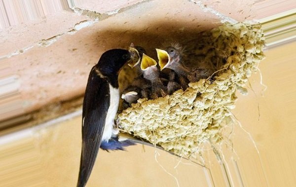 Чому ластівки вють гнізда під нашим дахом: прикмети