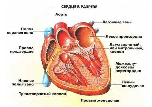 Як розташовані внутрішні органи у людини в черевній порожнині і не тільки? Анатомія чоловіків і жінок в картинках з підписами