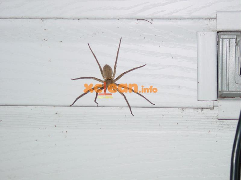 Причини, чому павуки зявляються в квартирі і як їм запобігти; методи боротьби