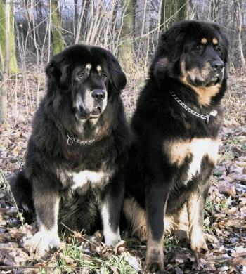 Тибетська собака – втілення сили і величі