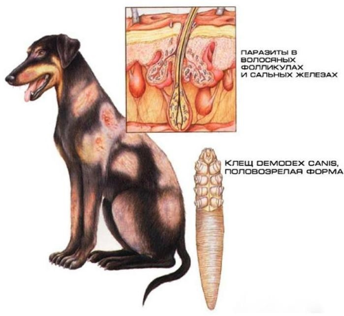 Демодекоз у собак причини виникнення і лікування