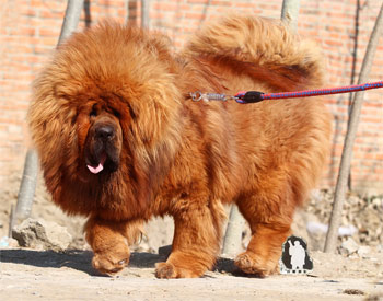 Тибетська собака – втілення сили і величі