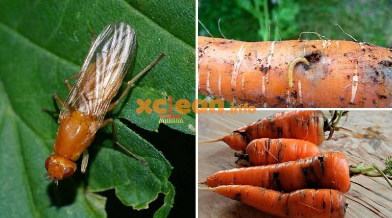 Опис морквяної мухи, а також методи боротьби; чому шкідник зявляється і як визначити зараження; профілактичні заходи і народні засоби; інструкція з відео