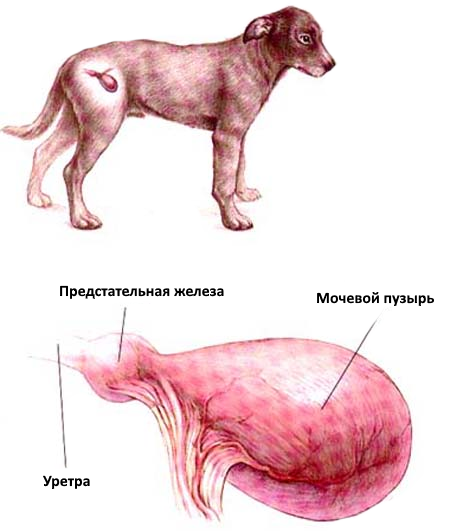 Цистит у собаки основні симптоми і способи лікування