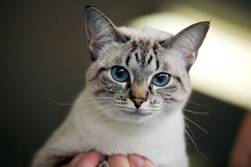 Тайська кішка сил пойнт – кішка повна витонченості, розуму і краси