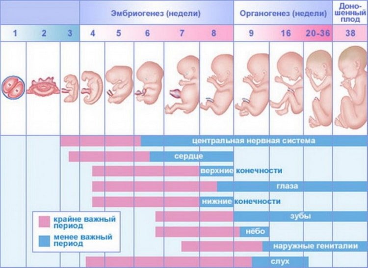 1 2 акушерські тижні вагітності (1 й триместр)