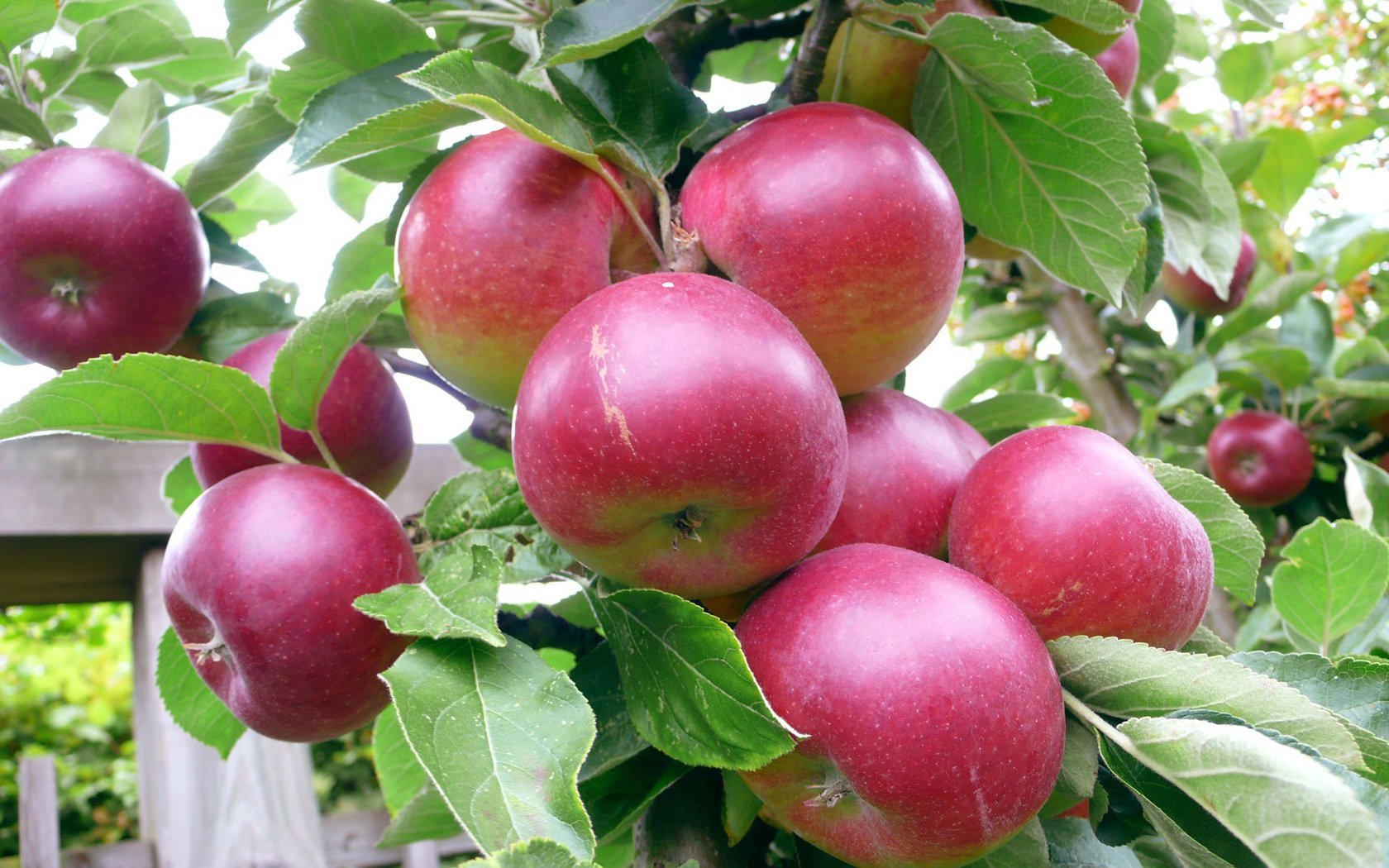 Чим підживити яблуню навесні, влітку і восени