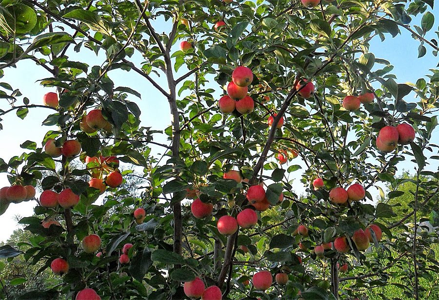 Чим підживити яблуню навесні, влітку і восени