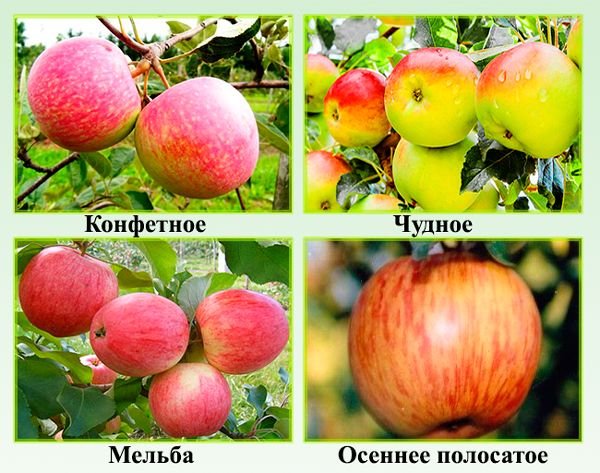 Карликові яблуні: опис сортів, посадка і догляд