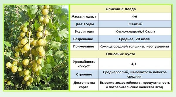 Агрус Російський жовтий: опис сорту, посадка і догляд
