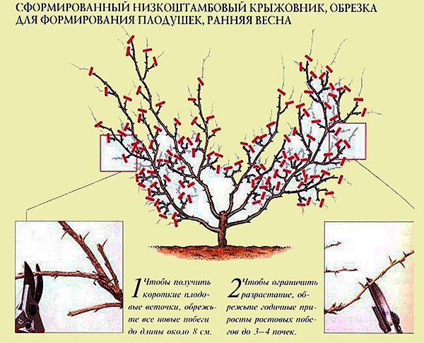 Агрус Російський жовтий: опис сорту, посадка і догляд