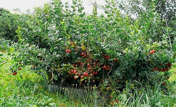 Обрізка агрусу навесні і восени – поради для садівників