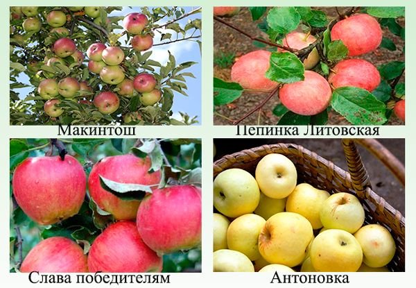 Осінні сорти яблунь: опис сортів та догляд