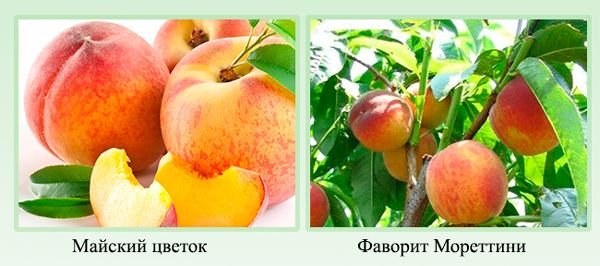 Ранні сорти персика: опис сортів та характеристики