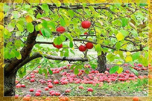 Сорти яблунь для Уралу: опис і характеристики сортів