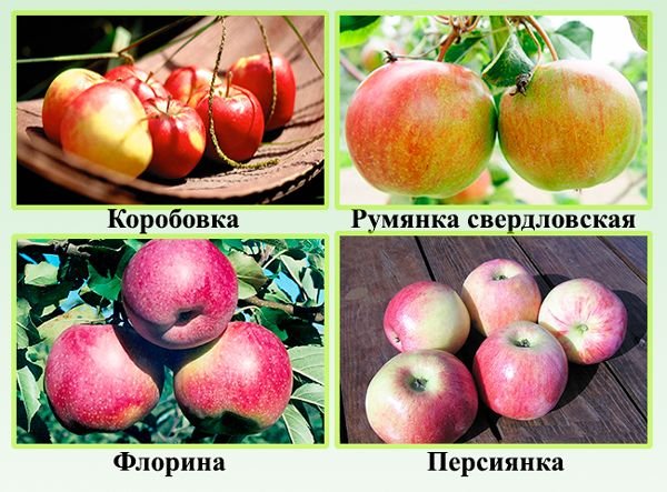 Сорти яблунь для Уралу: опис і характеристики сортів