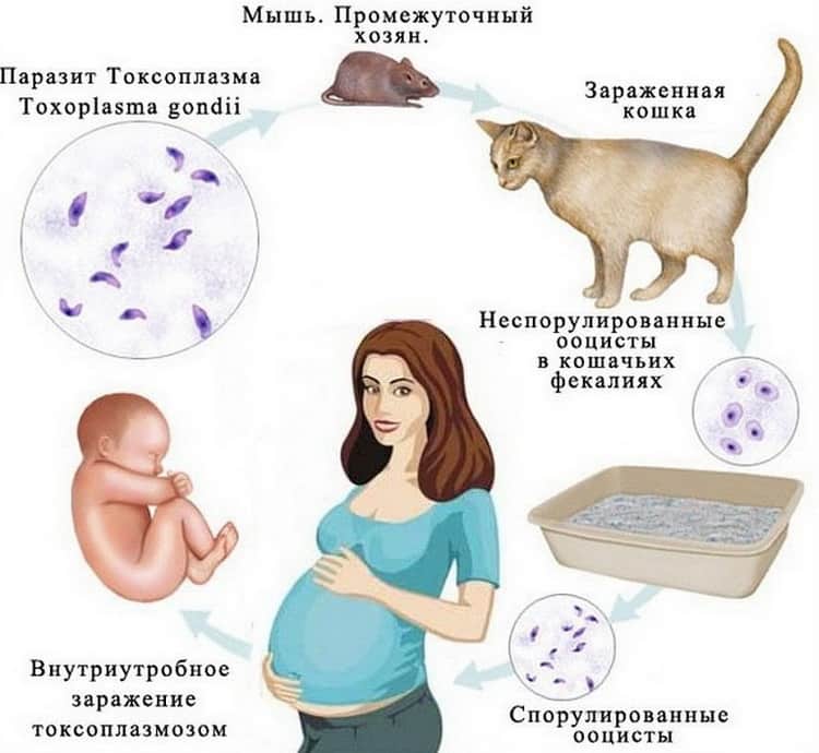 Токсоплазмоз під час вагітності: симптоми, аналізи, наслідки