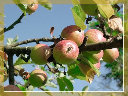 Яблуня Цукеркове: опис сорту, фото, вирощування і догляд