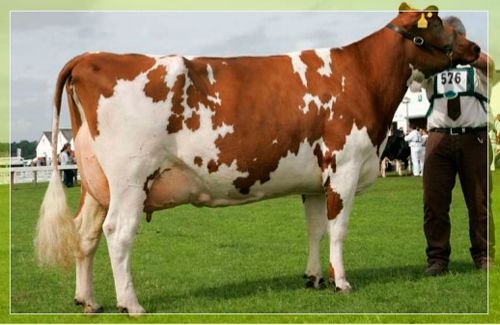 Айрширская порода корів: опис і характеристики породи