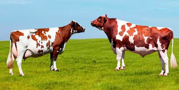 Айрширская порода корів: опис і характеристики породи