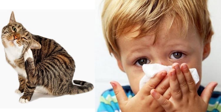 Алергія на кішку у дитини: симптоми і лікування