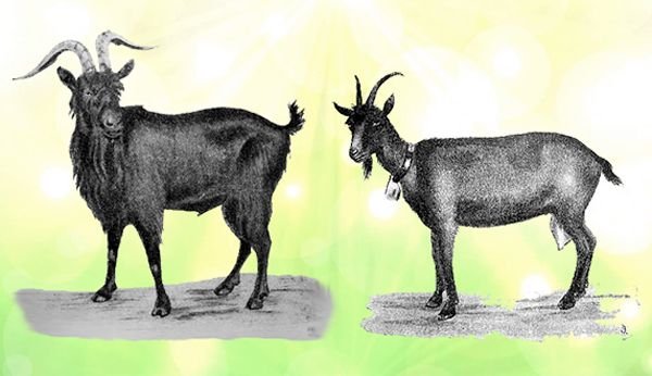 Альпійські кози: опис породи, розведення і догляд