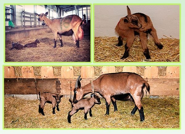 Альпійські кози: опис породи, розведення і догляд