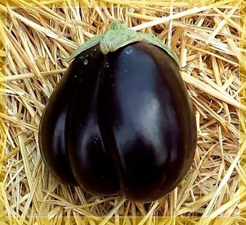 Баклажан Чорний красень: опис сорти, вирощування і догляд