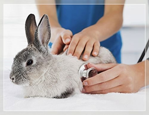 Хвороби кроликів: симптоми і лікування
