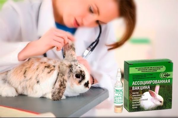 Хвороби кроликів: симптоми і лікування