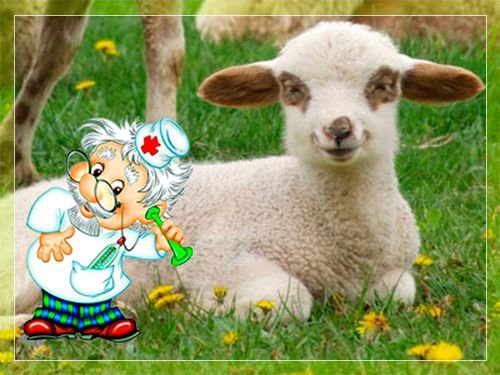 Хвороби овець: симптоми і лікування