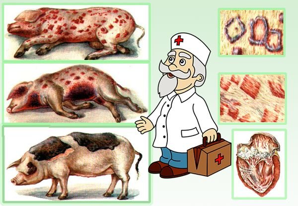 Хвороби свиней: симптоми, лікування та профілактика