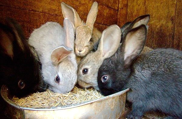 Чим годувати кроликів в домашніх умовах взимку і влітку