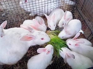 Чим годувати кроликів в домашніх умовах взимку і влітку