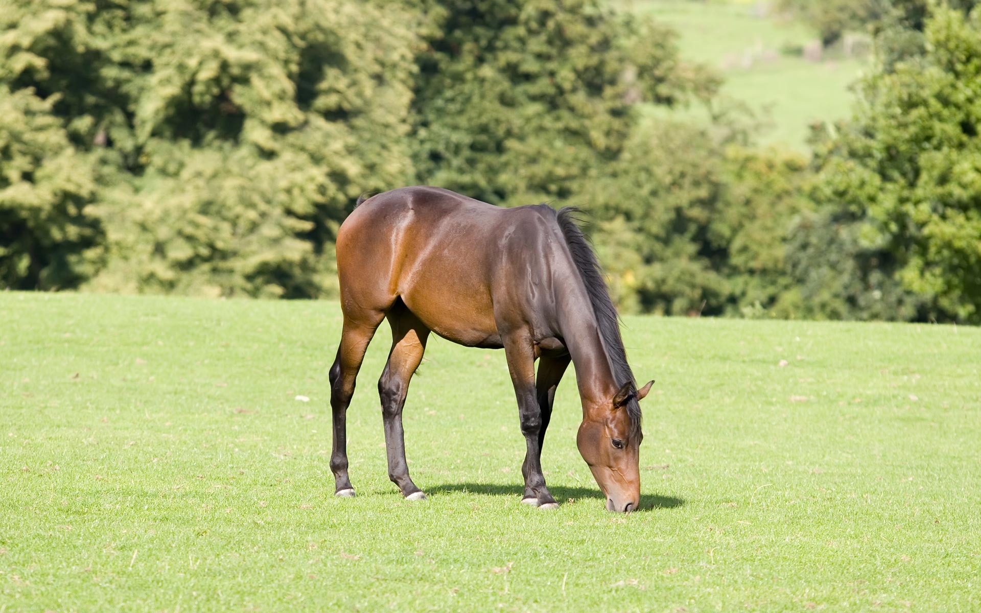 Чим годувати коня: види кормів і норми
