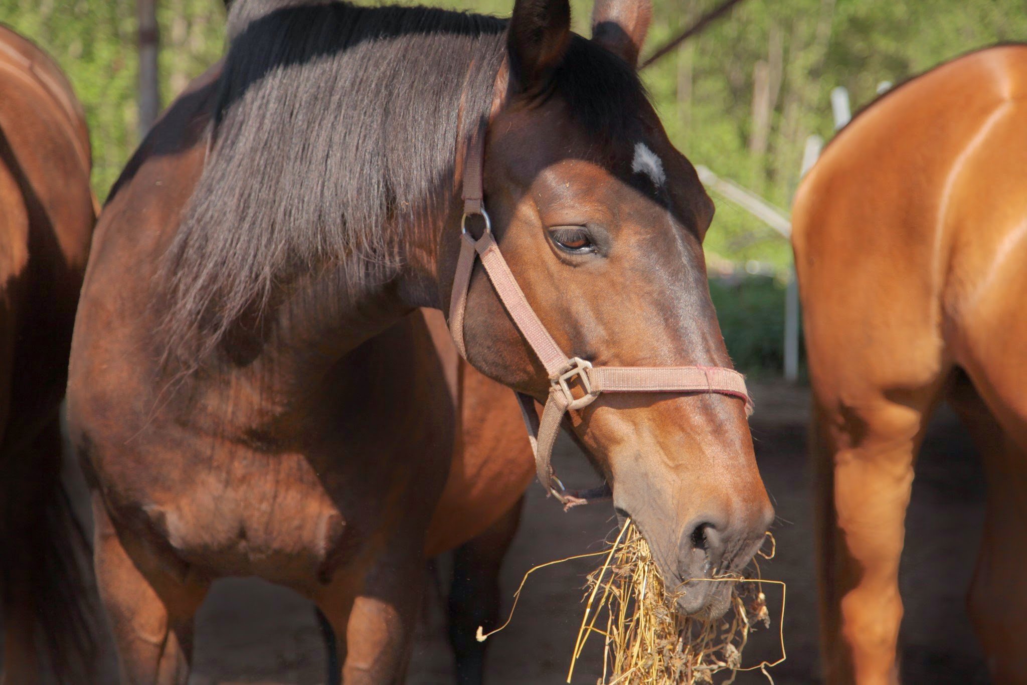 Чим годувати коня: види кормів і норми